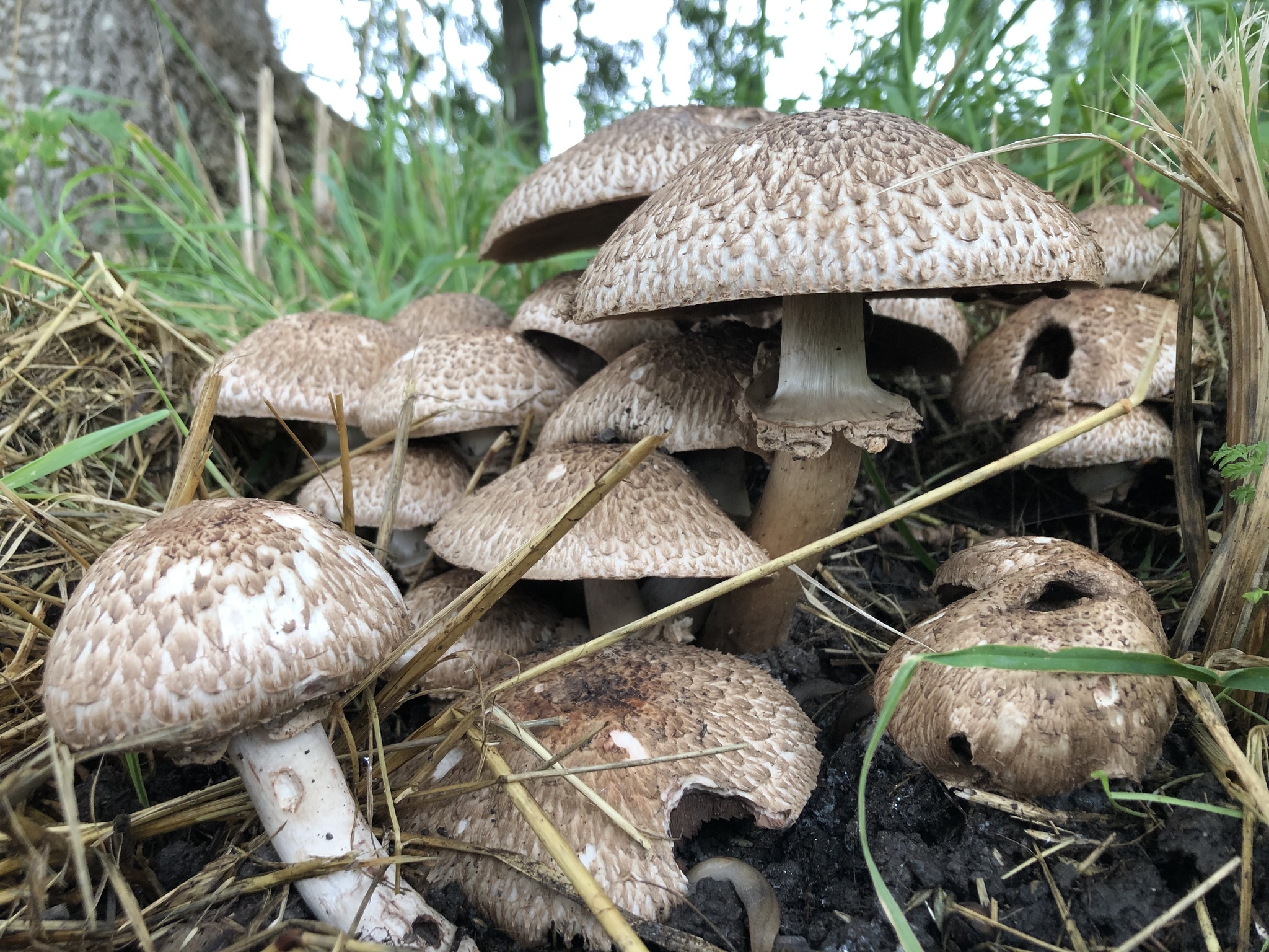 Mushroom Classification